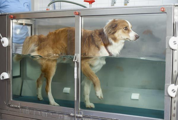 © Dr. Neff, Unterwasserlaufband für Hunde