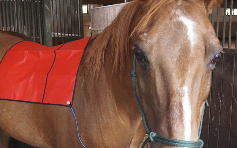 Bioresonanzanwendung beim Pferd