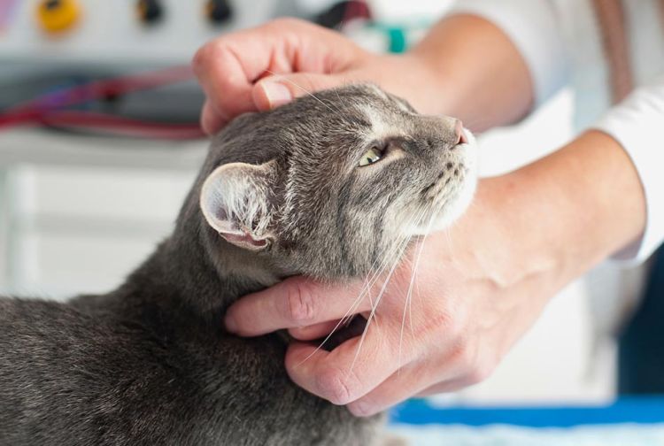 Katze bei Bioresonanzsitzung